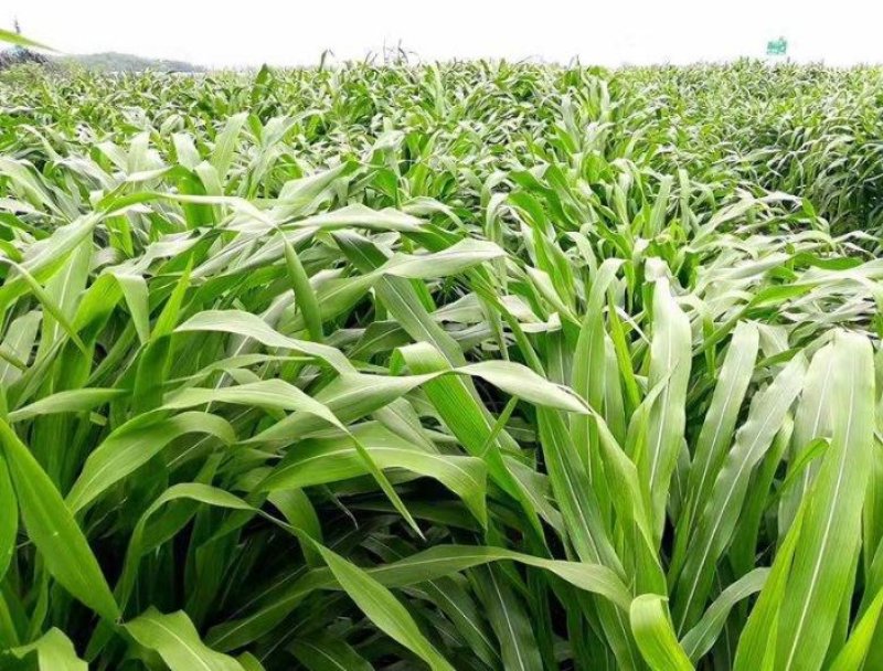 玉米草种子，进口墨西哥玉米草牧草种子高产品种