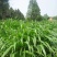 玉米草种子，进口墨西哥玉米草牧草种子高产品种