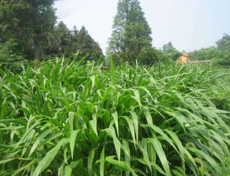 玉米草种子，进口墨西哥玉米草牧草种子高产品种