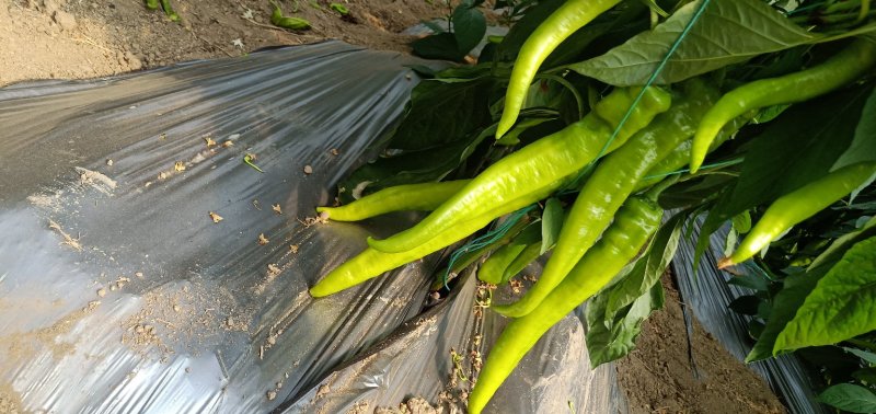 58树椒，基地直供，商超优选，保质保量，让你无后顾之忧。