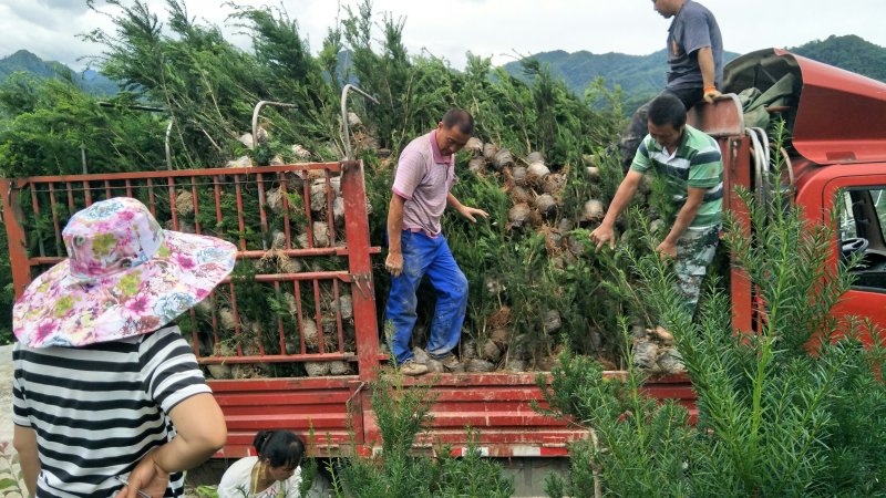 基地发货，曼地亚红豆杉挂果杯苗，无中介，量大价更优