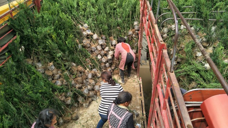 基地发货，曼地亚红豆杉挂果杯苗，无中介，量大价更优