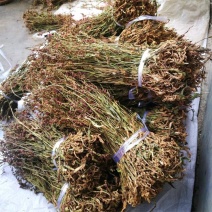 盘龙参，道地药材，质优价实，品质保证，药典标准一公斤起批