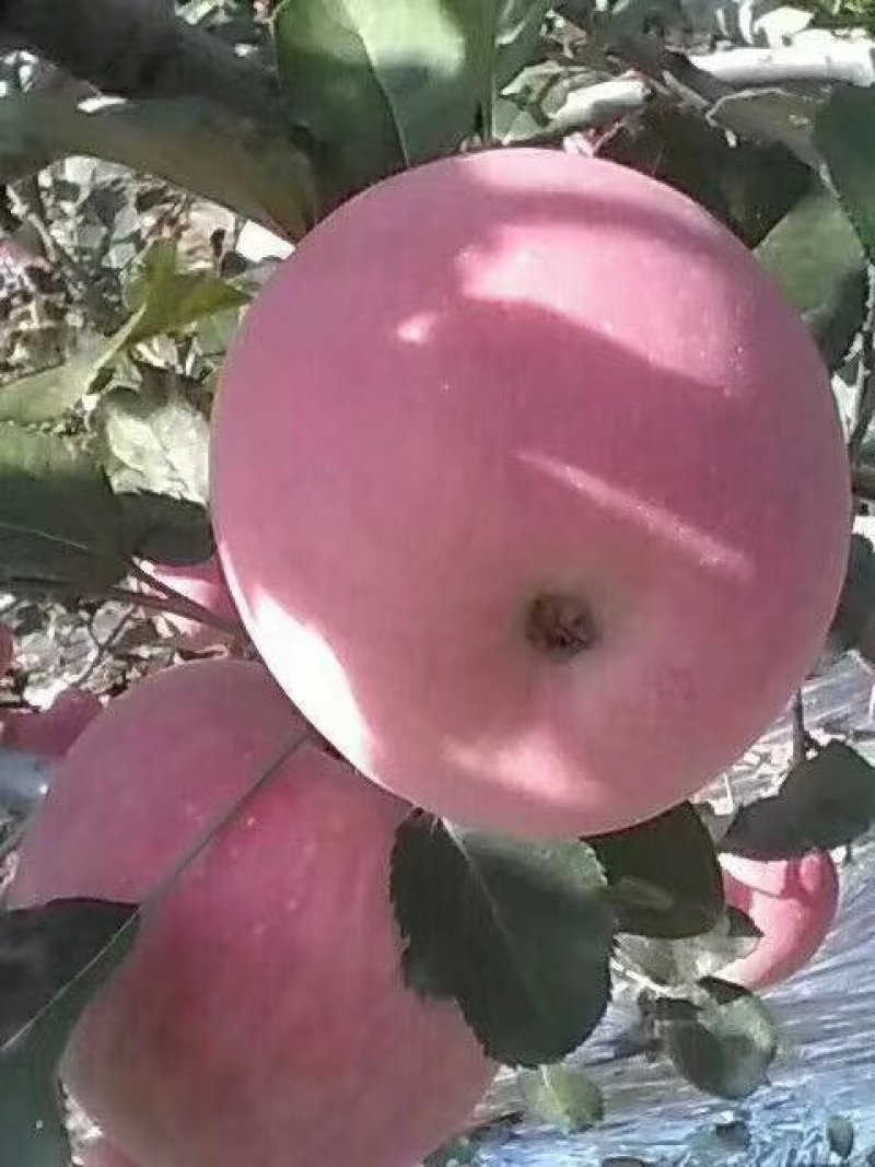 陕西红富士苹果