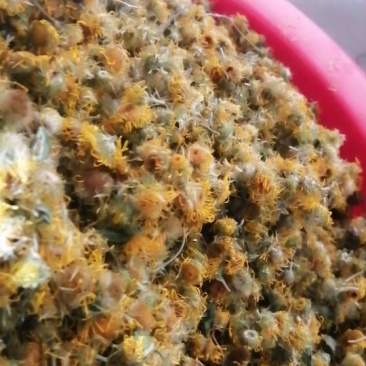 六月菊