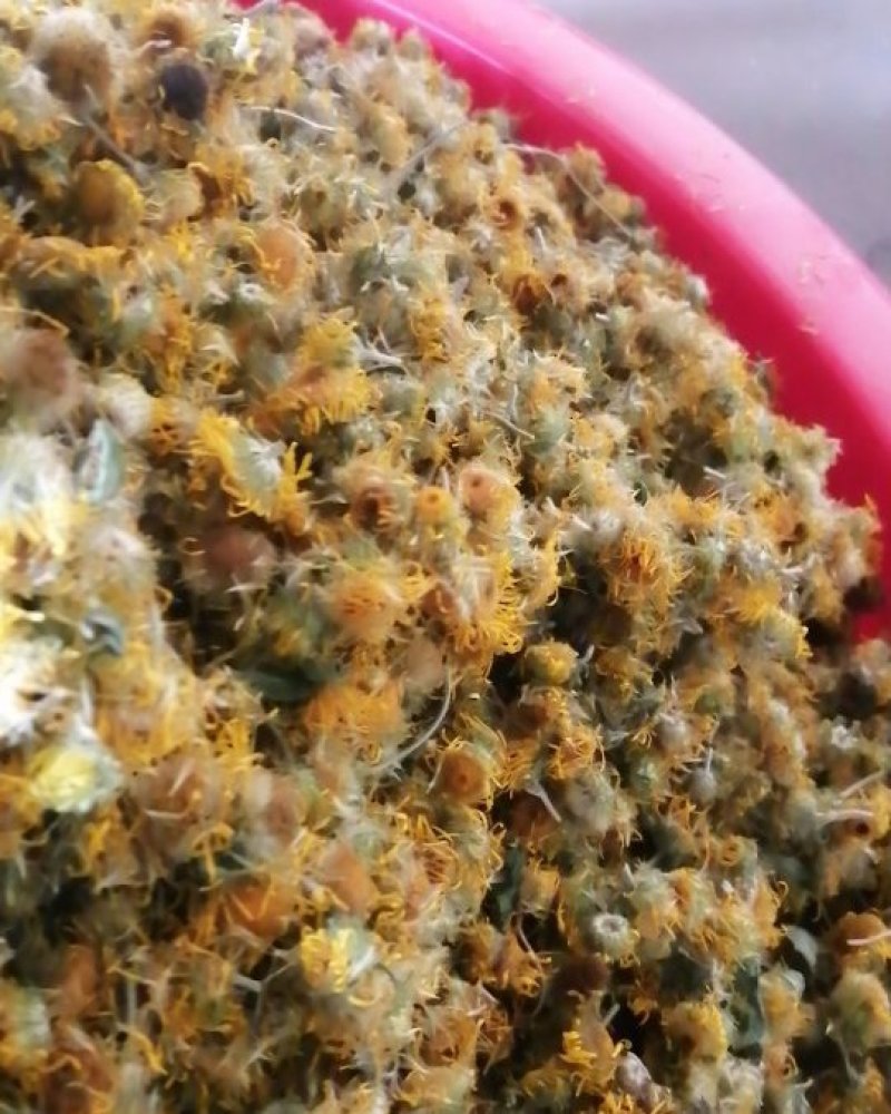 六月菊