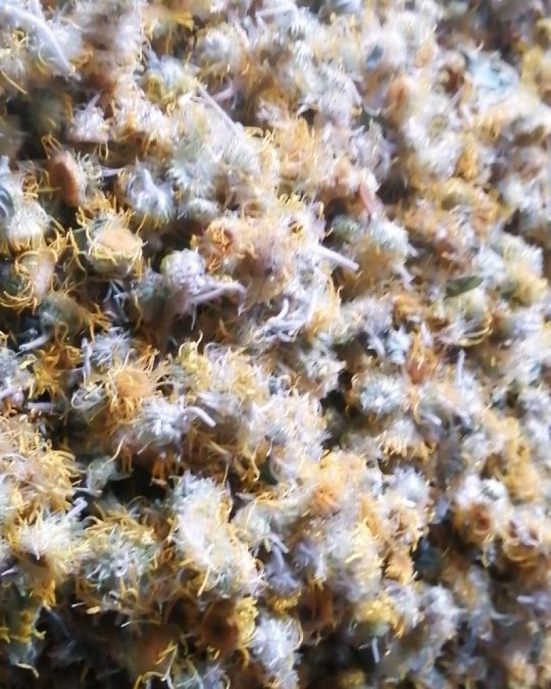 六月菊