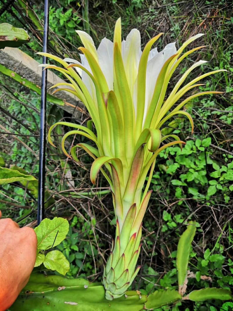 金香百香果苗。。。。