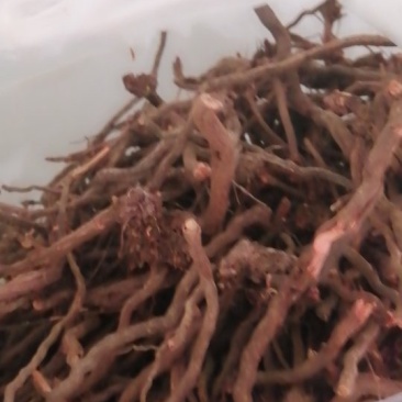 茜草