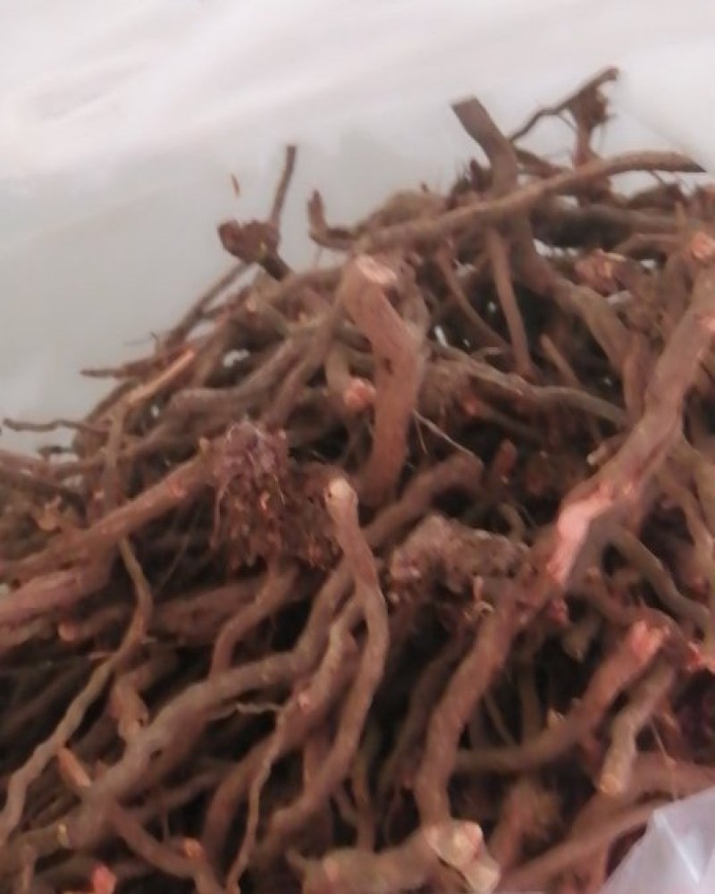 茜草