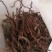 茜草
