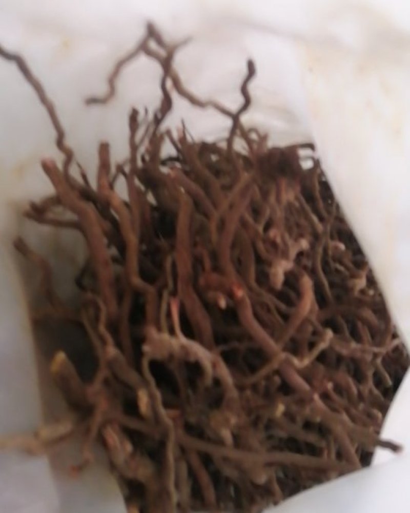 茜草