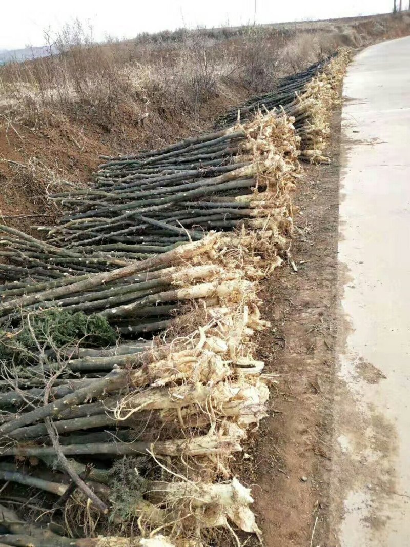 皂角树
