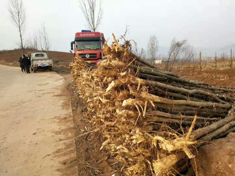 皂角树
