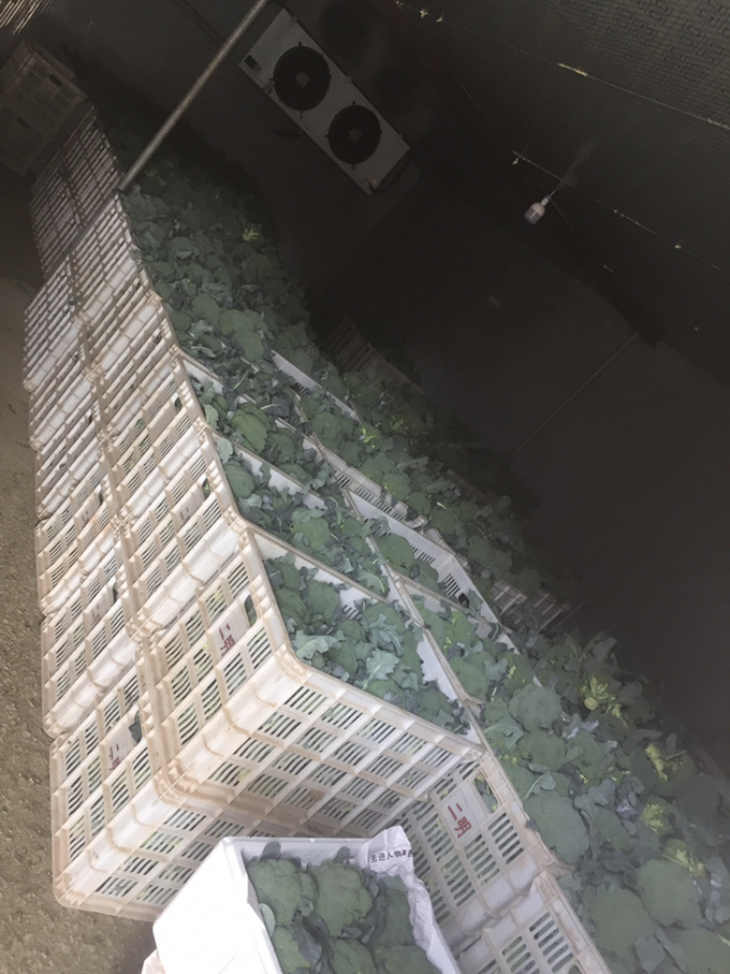 精品西兰花