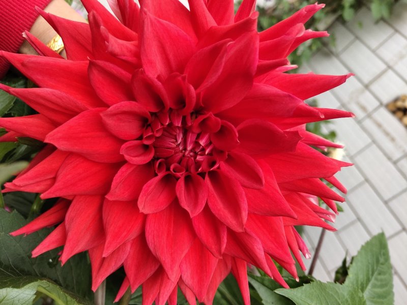 兰玉花卉