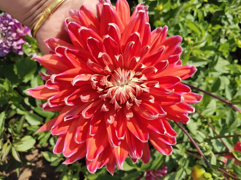 兰玉花卉