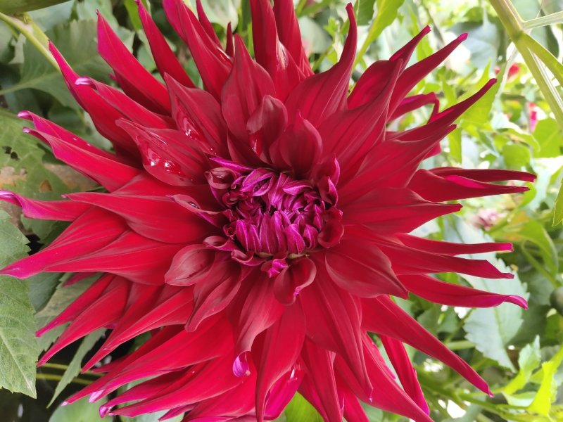 兰玉花卉