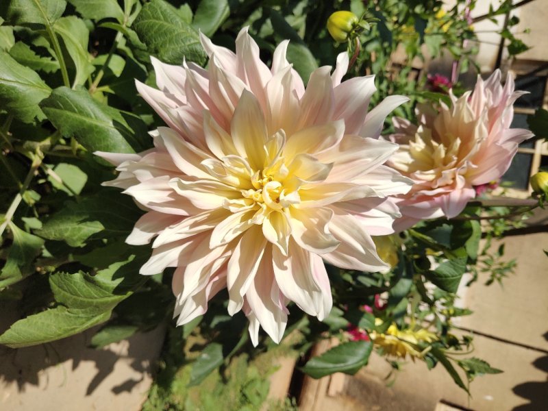 兰玉花卉