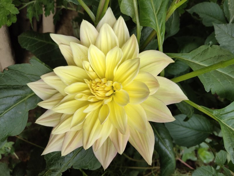 兰玉花卉
