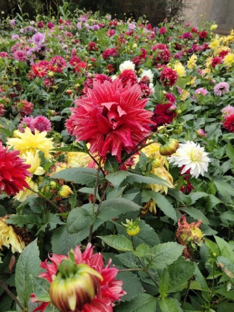 兰玉花卉