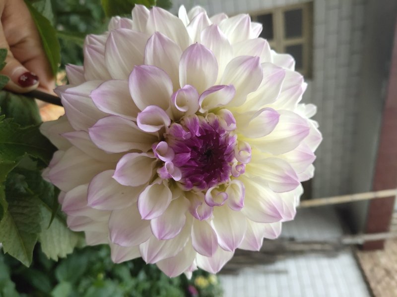 兰玉花卉