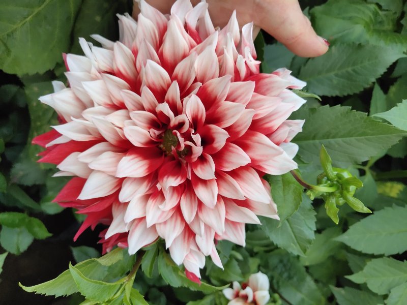兰玉花卉