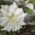 兰玉花卉
