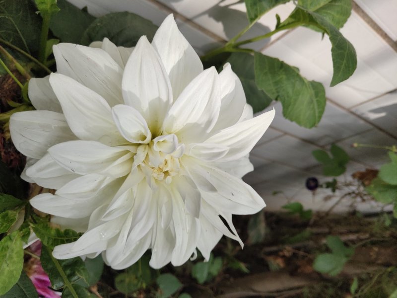 兰玉花卉