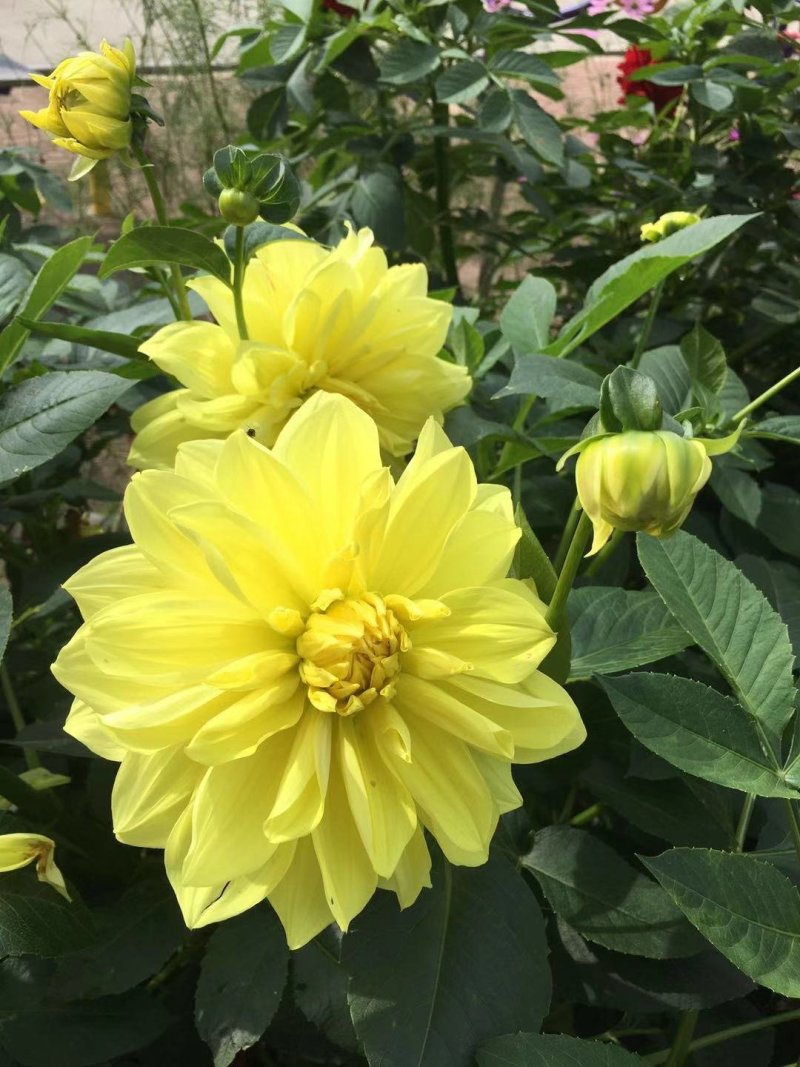 兰玉花卉