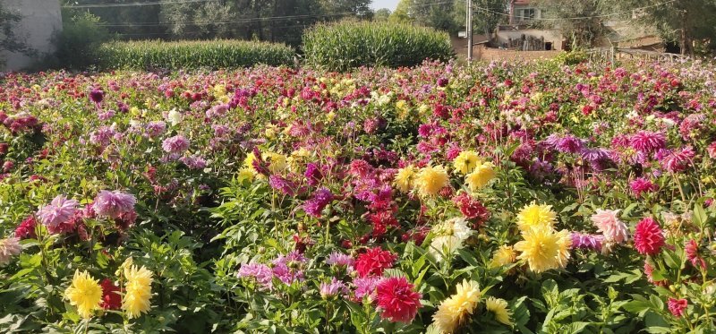 兰玉花卉