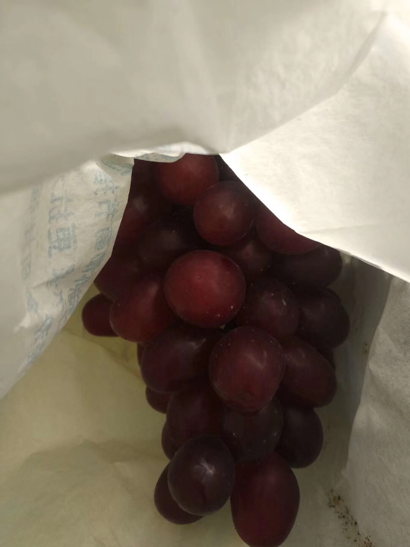 温克红提