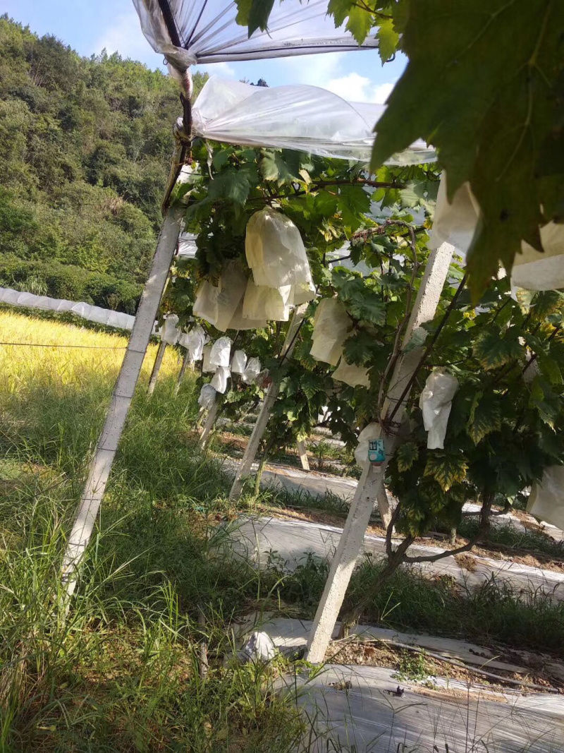 温克红提