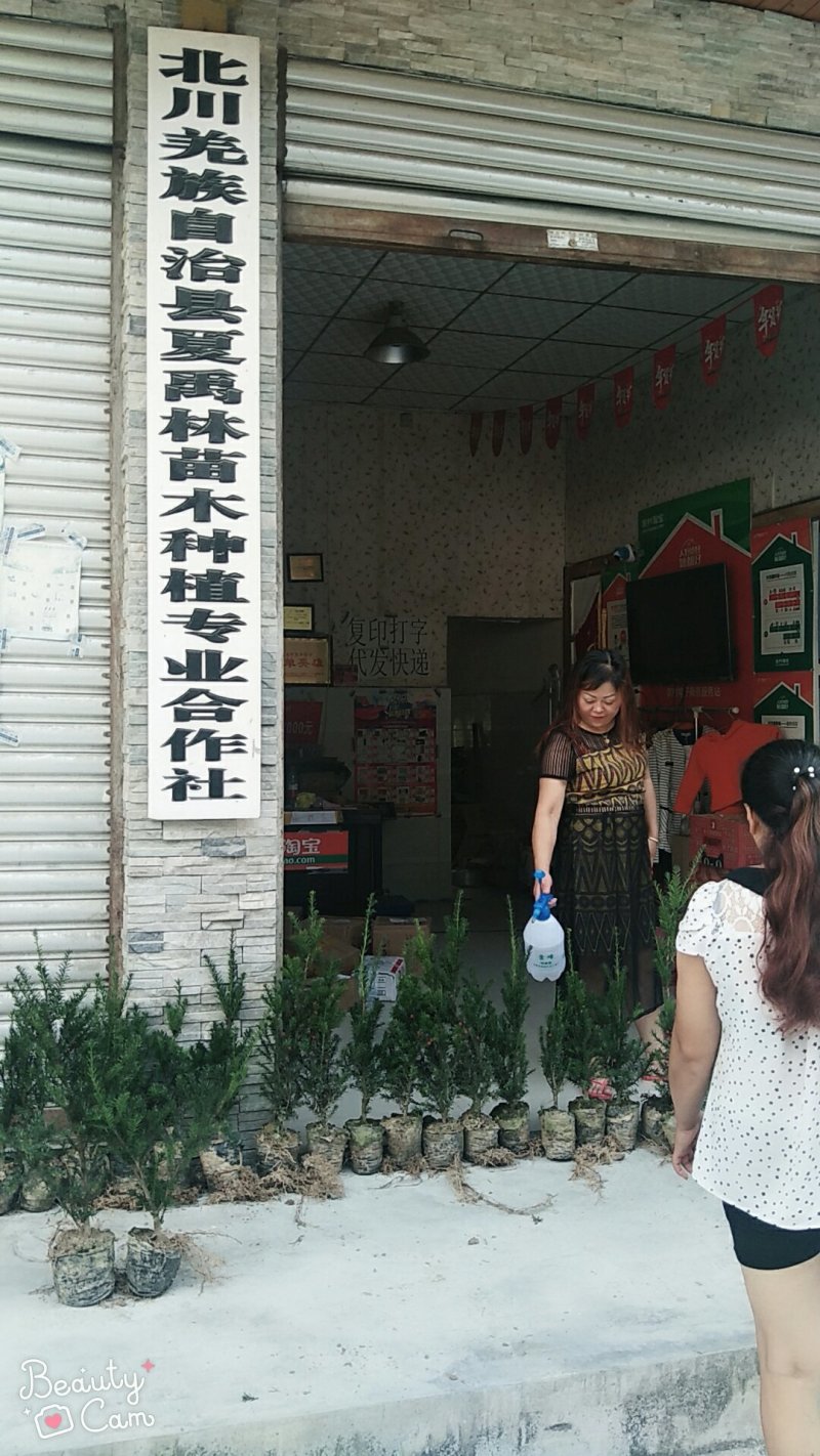 曼地亚红豆杉杯苗挂果母树，带花蕾公树，基地发货无中介包邮
