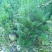 曼地亚红豆杉杯苗挂果母树，带花蕾公树，基地发货无中介包邮