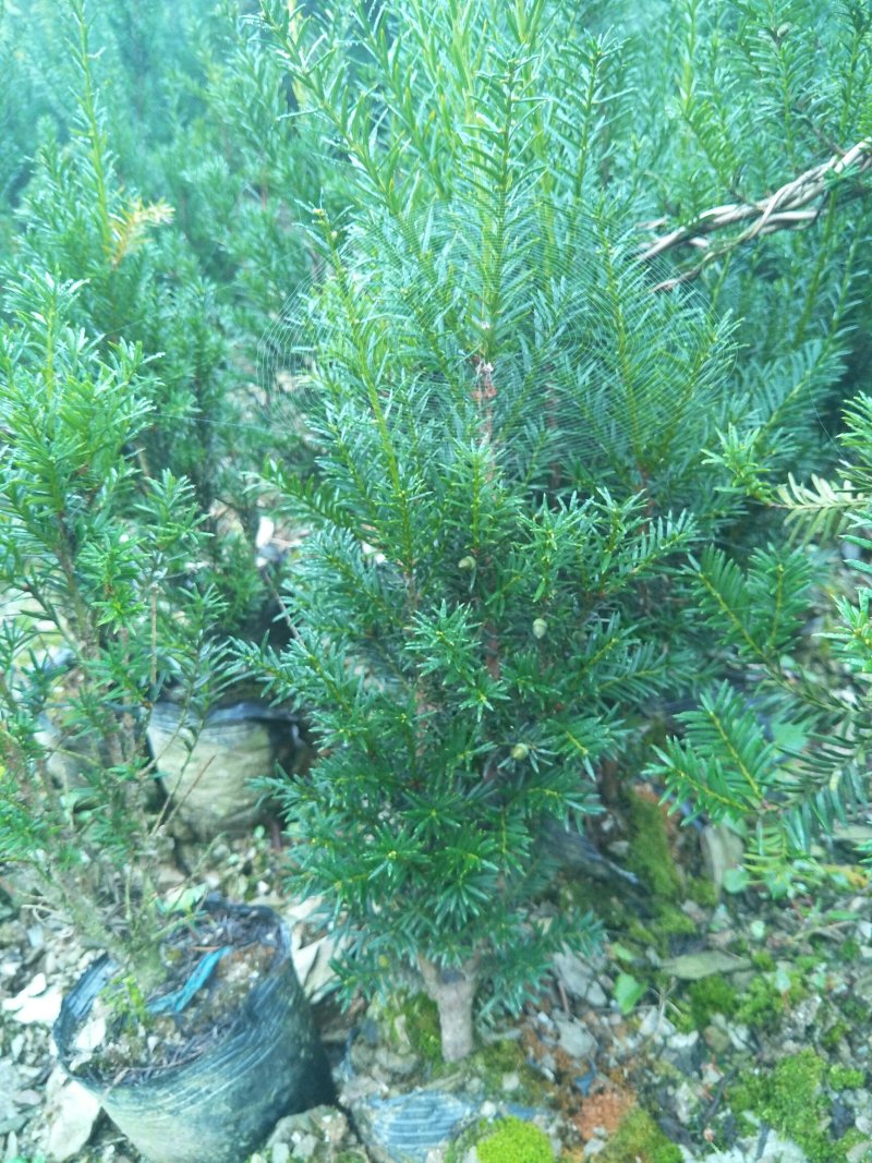 曼地亚红豆杉杯苗挂果母树，带花蕾公树，基地发货无中介包邮