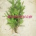 曼地亚红豆杉杯苗挂果母树，带花蕾公树，基地发货无中介包邮