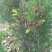 曼地亚红豆杉杯苗挂果母树，带花蕾公树，基地发货无中介包邮