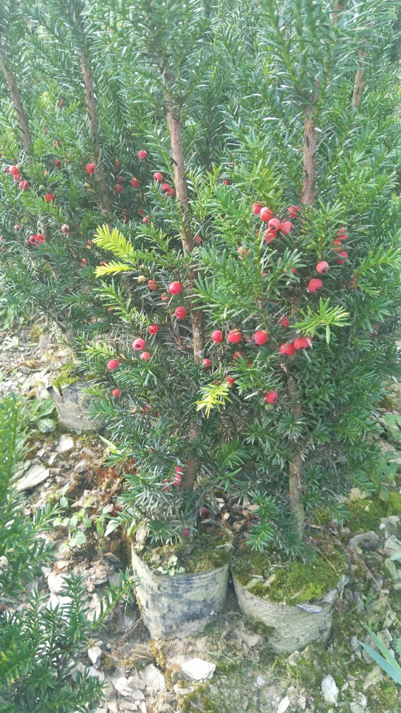 曼地亚红豆杉杯苗挂果母树，带花蕾公树，基地发货无中介包邮