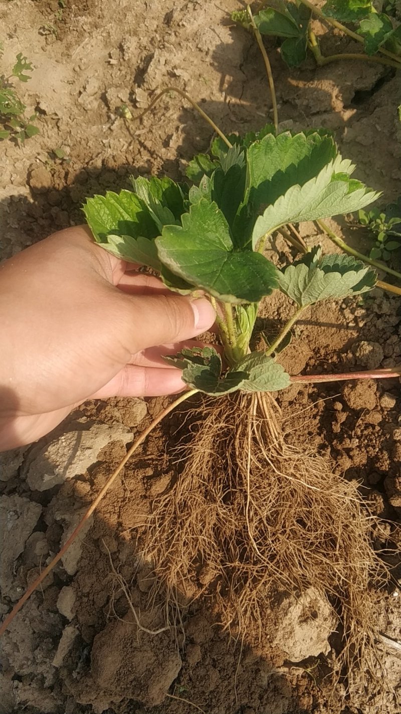 香野脱毒草莓苗脱毒种苗