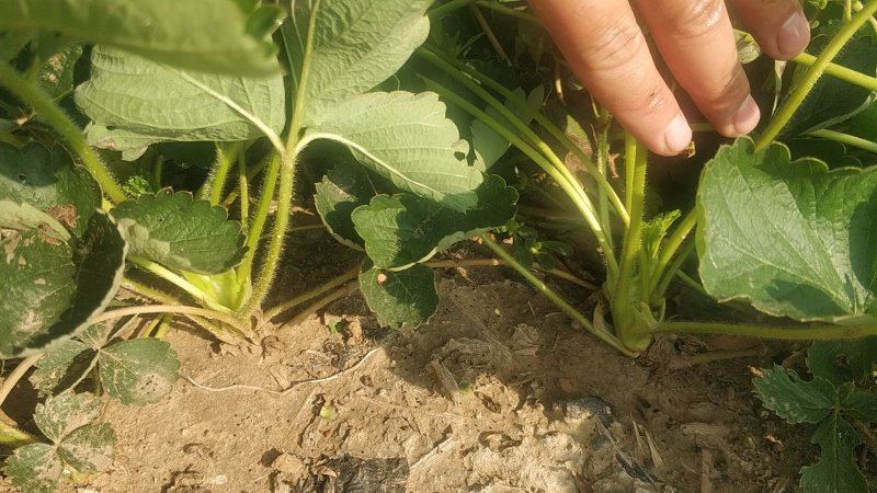 香野脱毒草莓苗脱毒种苗