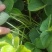 香野脱毒草莓苗脱毒种苗