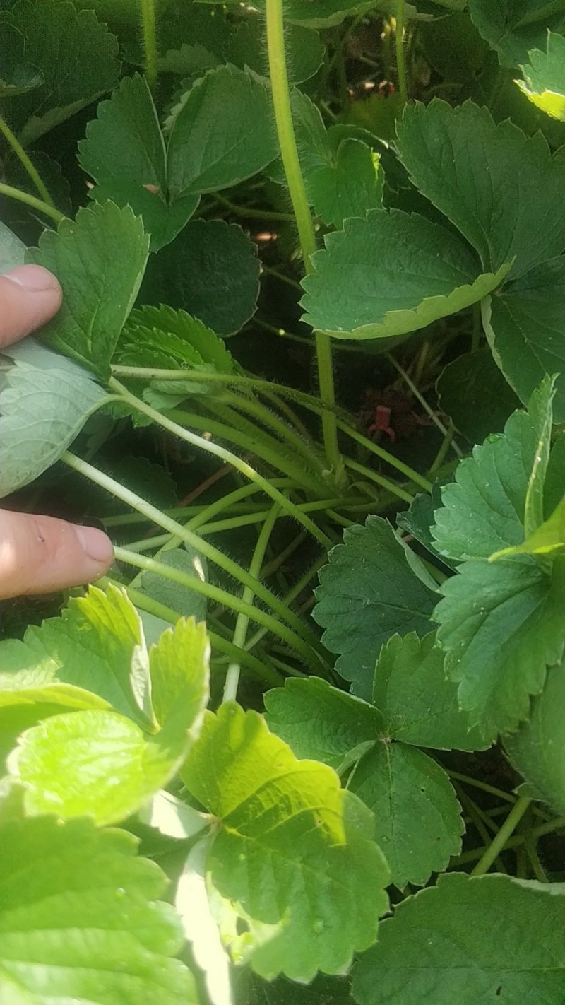 香野脱毒草莓苗脱毒种苗