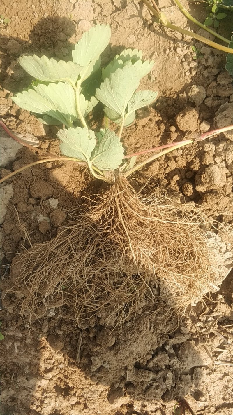 香野脱毒草莓苗脱毒种苗