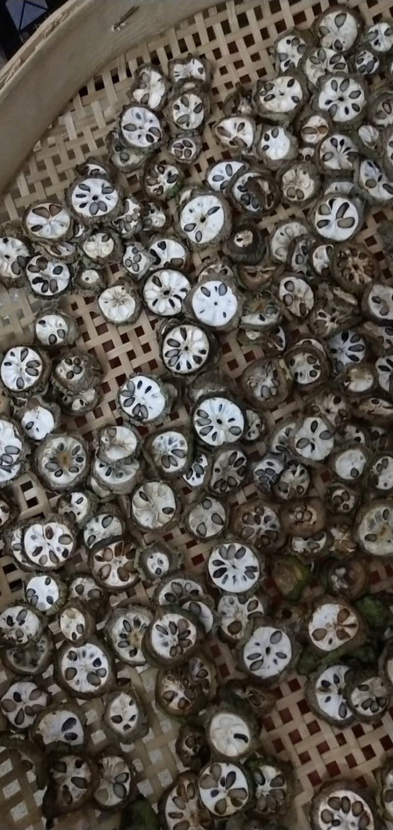 八月瓜干片，野生含量足够