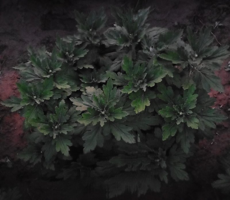 观赏菊