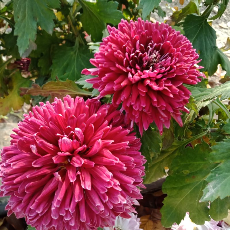 观赏菊