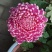 观赏菊