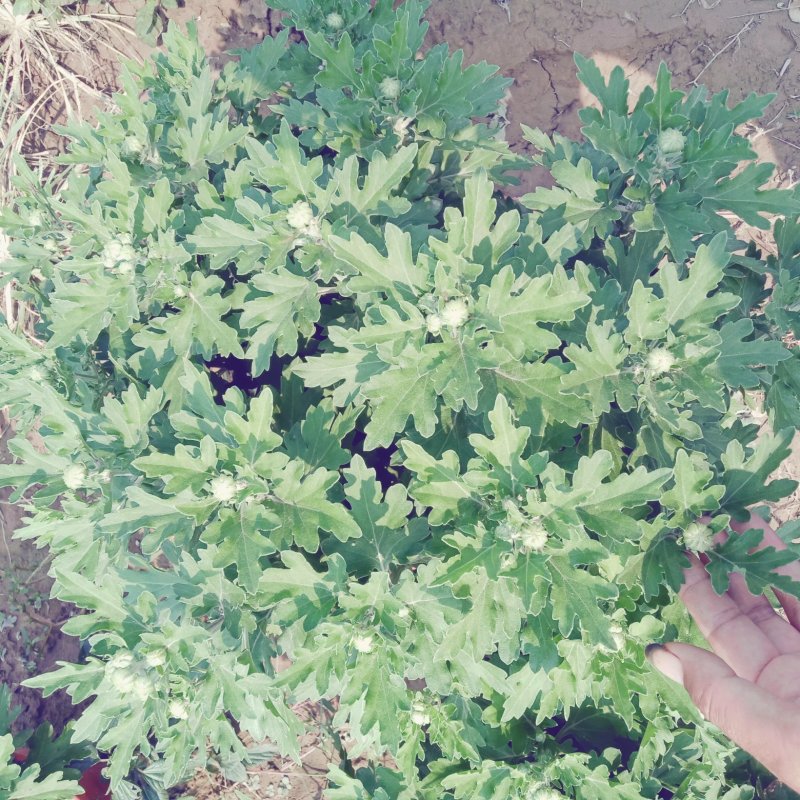观赏菊