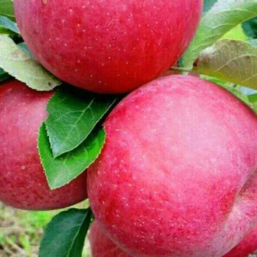 糖心苹果🍎